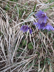Soldanella pindicola