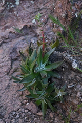 Dudleya saxosa collomiae