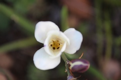 Sparaxis grandiflora