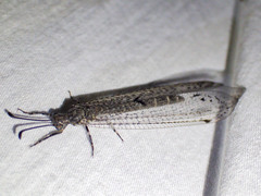Bandidus