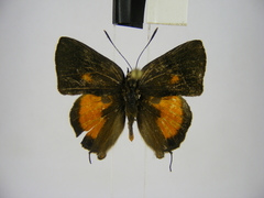 Deudorix lorisona