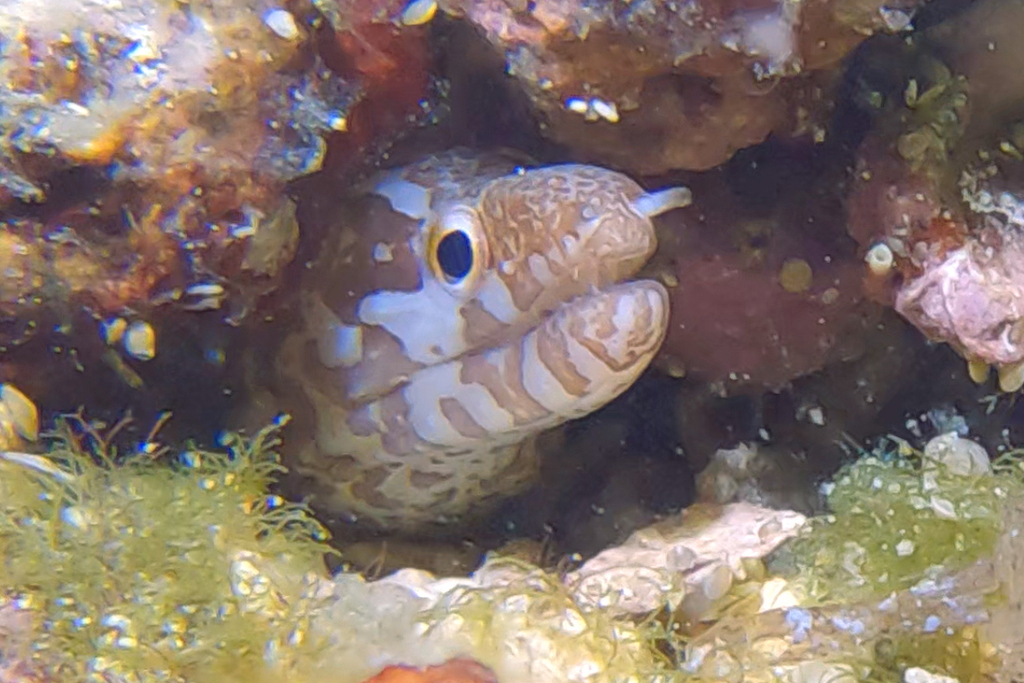 Barred-fin Moray
