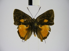 Deudorix lorisona