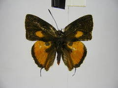 Deudorix lorisona