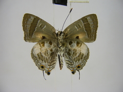 Deudorix lorisona