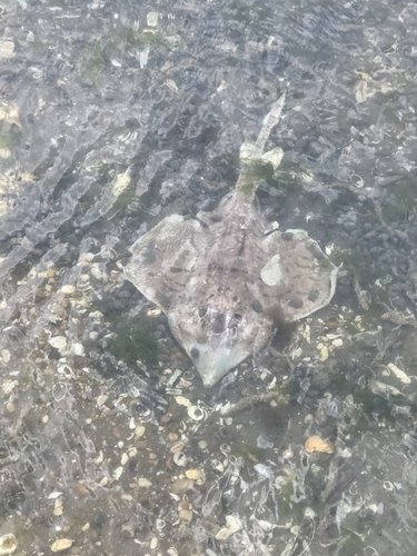 Clearnose Skate photographed in Delaware