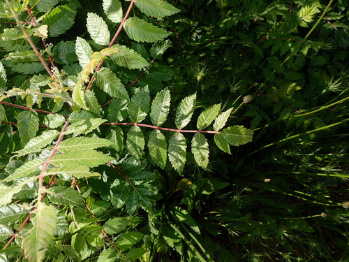 Image of Rhus coriaria by (c) Julien Renoult, some rights reserved (CC BY)