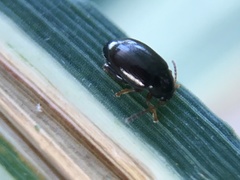 Psylliodes picina