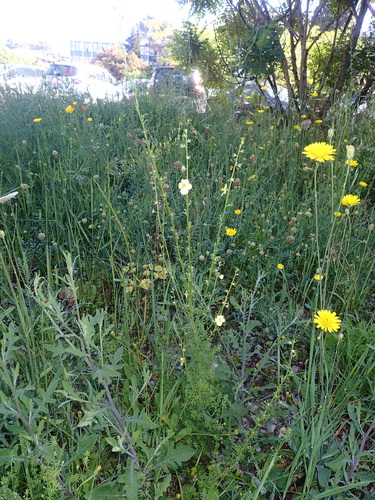 Verbascum orientale, photograph 1