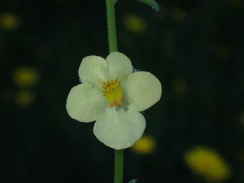 Oriental Mullein (Verbascum orientale)