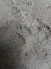 Lontra longicaudis
