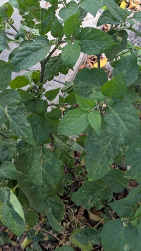 Image of Solanum villosum by no rights reserved