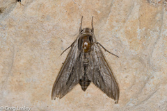 Sphinx vanbuskirki