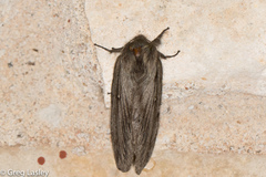Gloveria sphingiformis