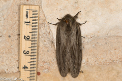 Gloveria sphingiformis