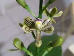 Prosthechea vespa
