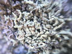 Lecanora phryganitis