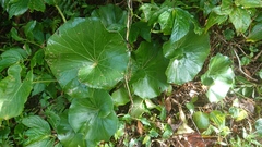 Farfugium japonicum japonicum