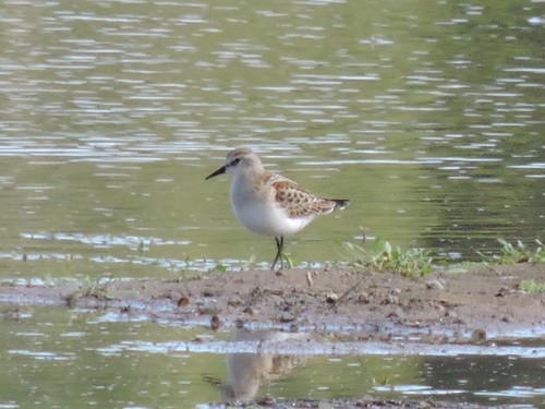 Correlimos menudo (Calidris minuta)