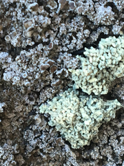 Lecanora phryganitis