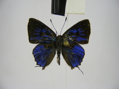 Pilodeudorix mera kinumbensis