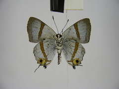 Pilodeudorix mera kinumbensis