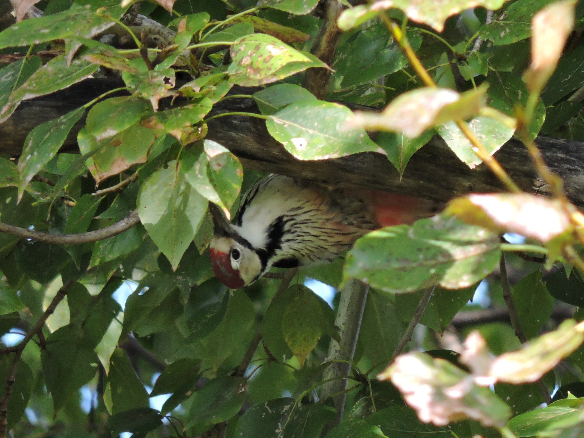 White-backed Woodpecker