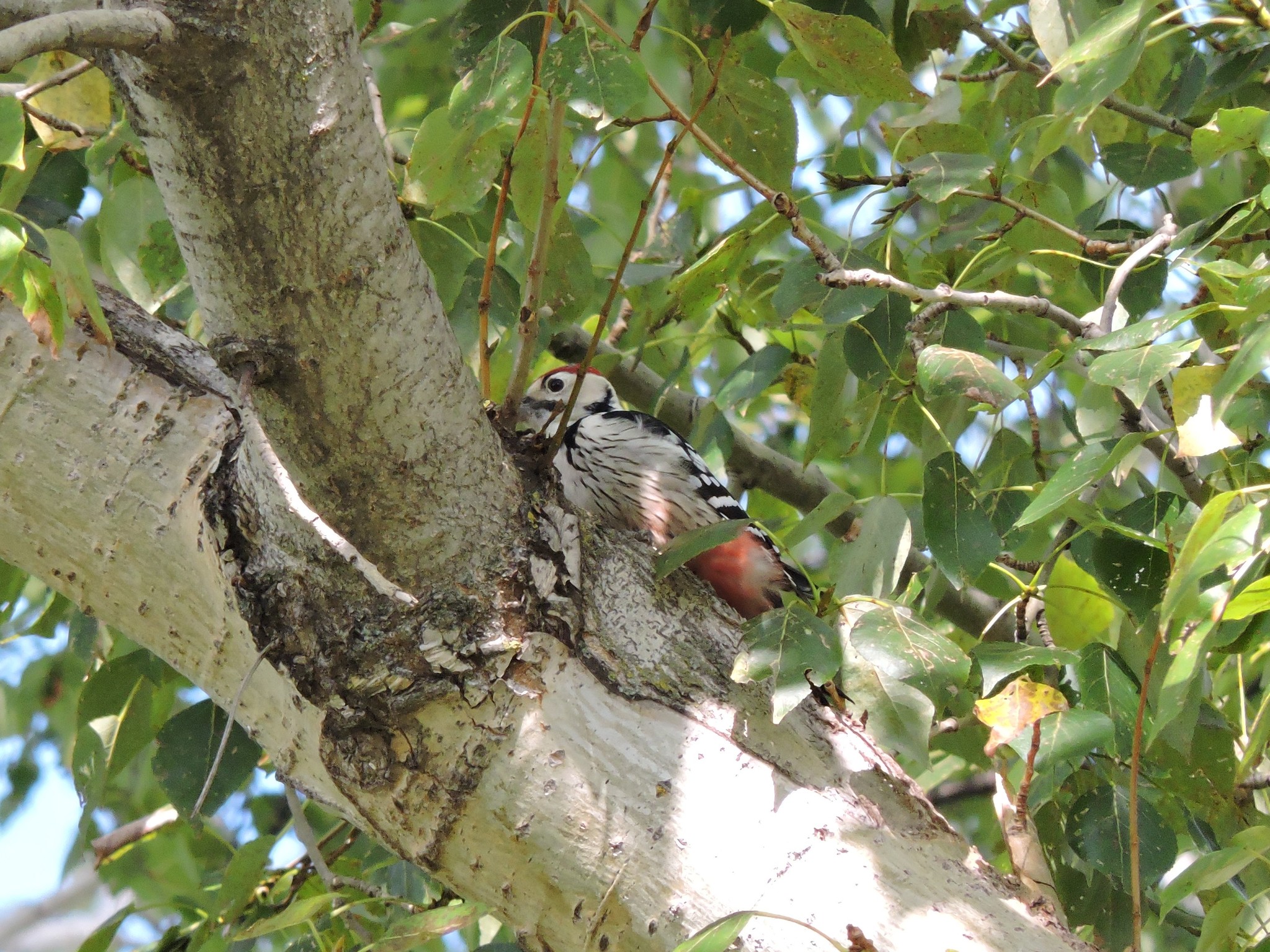 White-backed Woodpecker