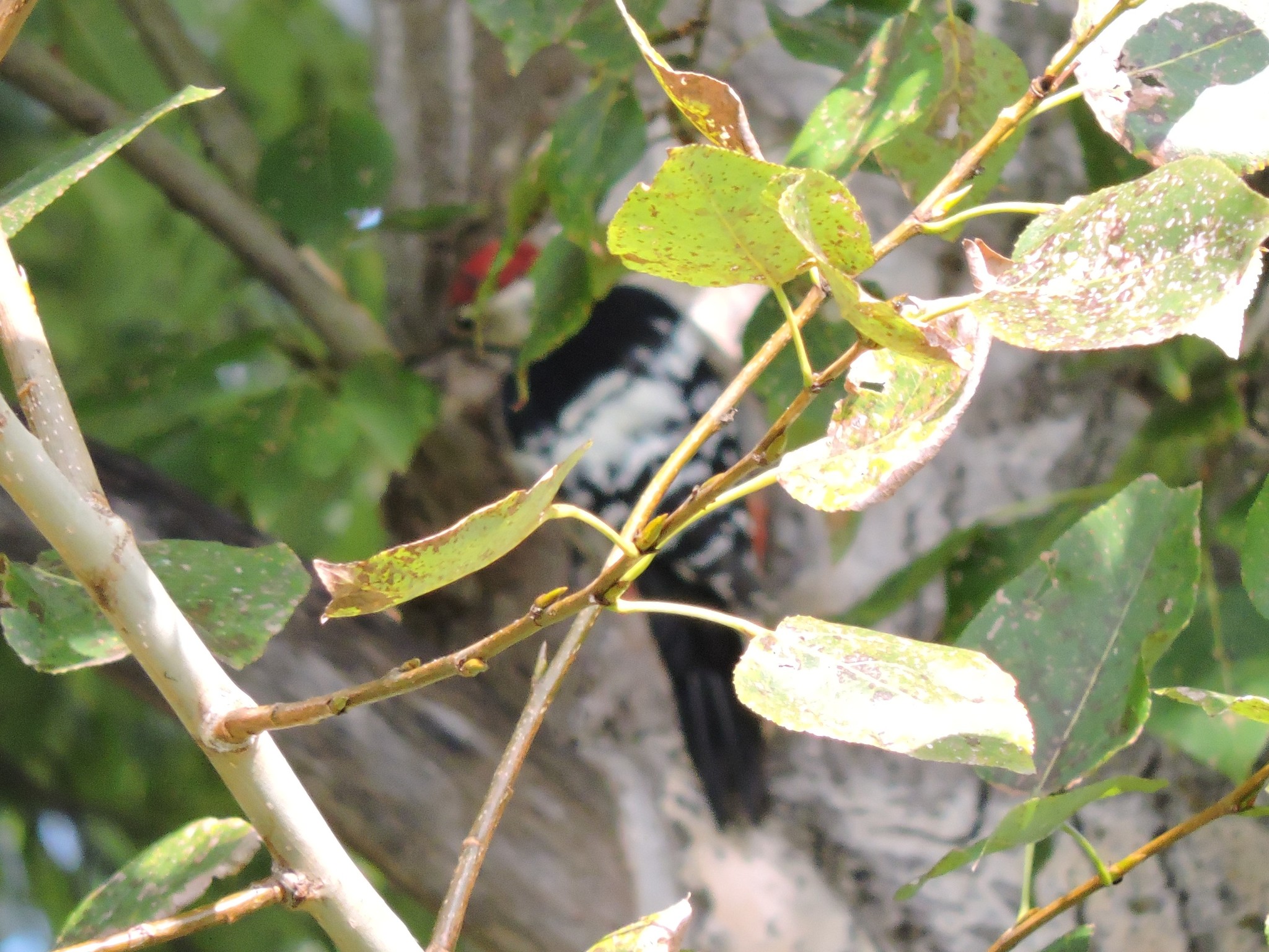 White-backed Woodpecker