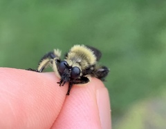 Laphria affinis