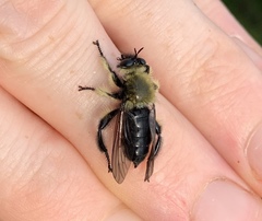 Laphria affinis