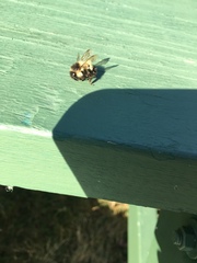 Bombus vagans bolsteri