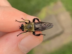 Laphria affinis