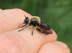 Laphria affinis