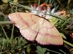 Rhodostrophia calabra