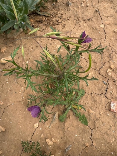 Violet Horned-poppy