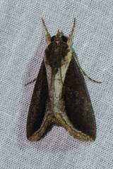 Ercheia