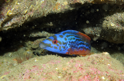 Photo of Cuckoo Wrasse (Labrus mixtus)