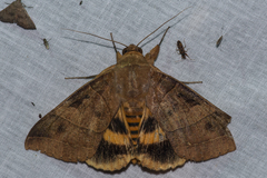 Thyas coronata