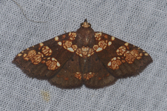 Saroba pustulifera