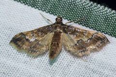 Hydriris ornatalis