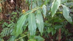 Alpinia flabellata