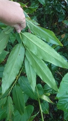 Alpinia flabellata