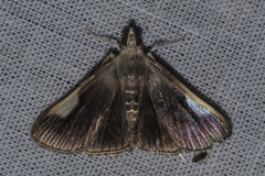 Peribona venosa