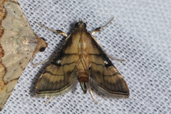Cnaphalocrocis