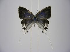 Hypolycaena antifaunus