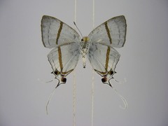 Hypolycaena antifaunus