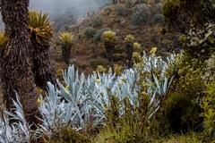 Espeletia hartwegiana