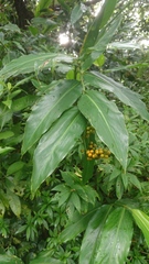Alpinia flabellata