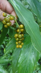 Alpinia flabellata